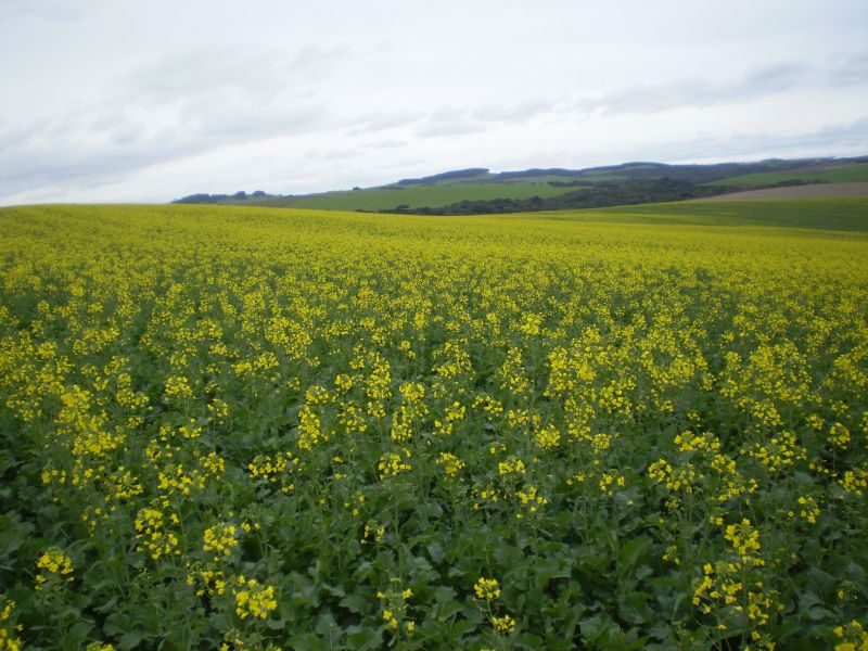 Canola ganha espaço entre as culturas de inverno em Campos Novos