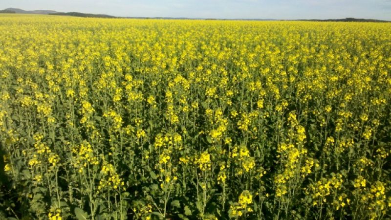 Plantio de Canola teve um salto entre produtores da Coocam