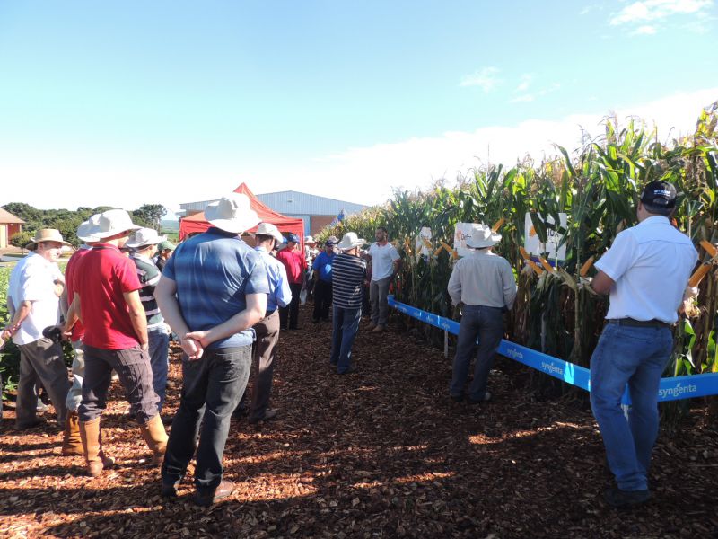 Dia de Campo da Coocam reúne 200 produtores em Barracão