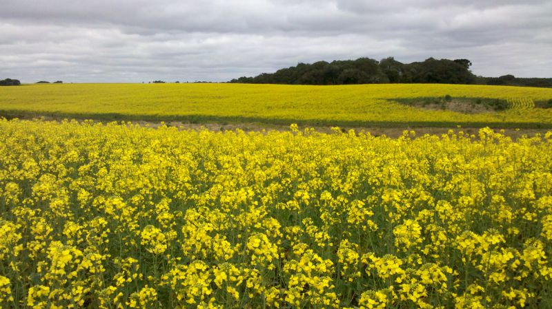 Canola: Área plantada aumentou 10 vezes em três anos entre os produtores da Coocam