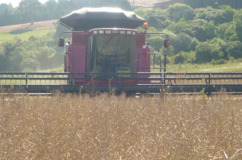  Plantio de trigo sofre redução entre produtores da Coocam