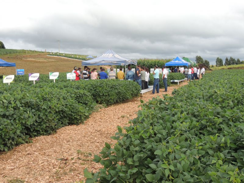 1º Dia de Campo da Coocam em Curitibanos reúne mais de 250 produtores