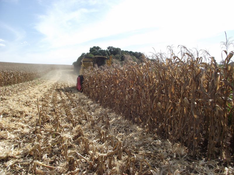 Colheita de Milho ultrapassa tetos produtivos de 200 sacas por hectare entre produtores da Coocam