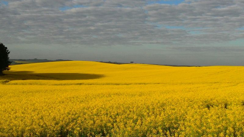 Produtores de Canola da Coocam esperam produtividade similar a 2013