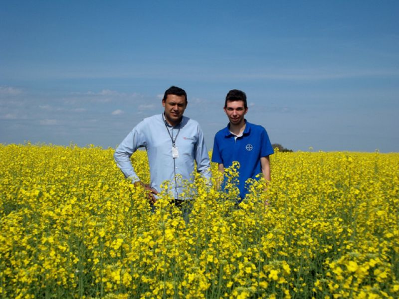 Cultura da Canola começa a ser difundida também entre os produtores da região de Curitibanos