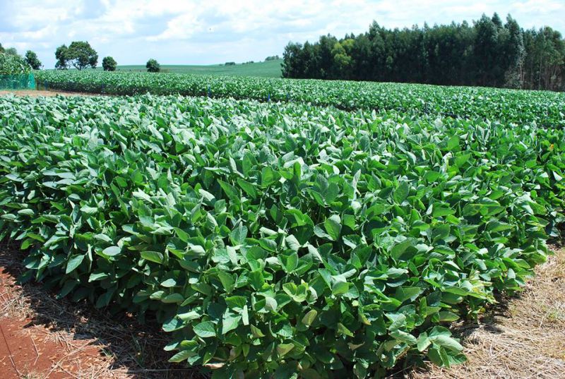 Chuva traz alívio aos produtores de soja e feijão em Campos Novos