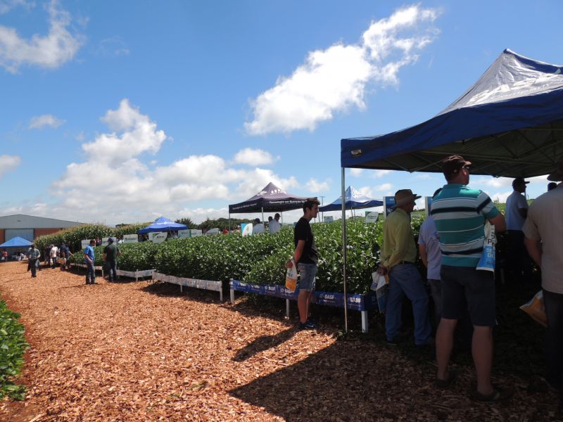 Campo demonstrativo da Coocam acontece neste mês em Barracão