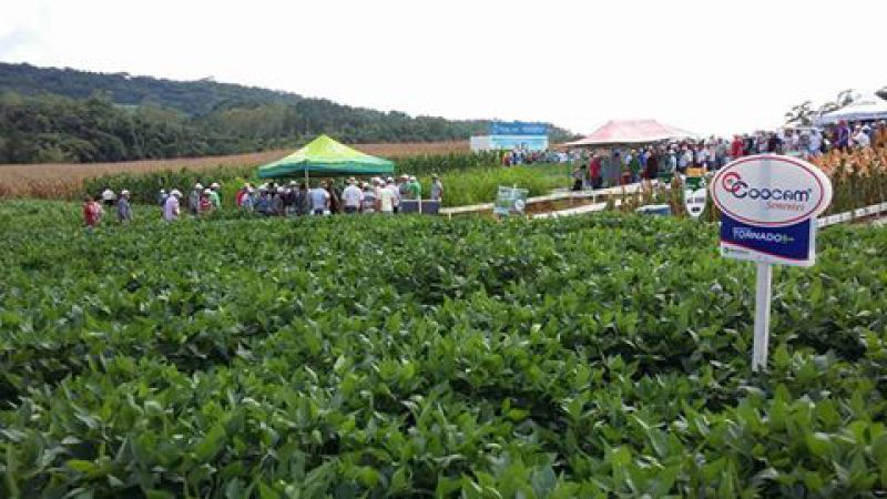 Potencialidade das sementes Coocam são demonstradas do Dia de Campo da Cravil