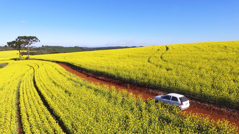 Lavouras de canola dos associados da Coocam estão em floração 