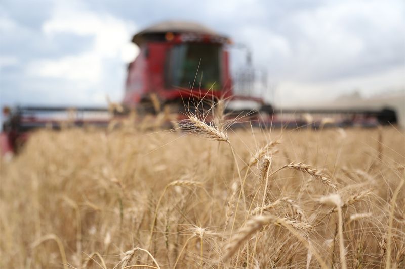 Coocam vai manter área plantada de trigo