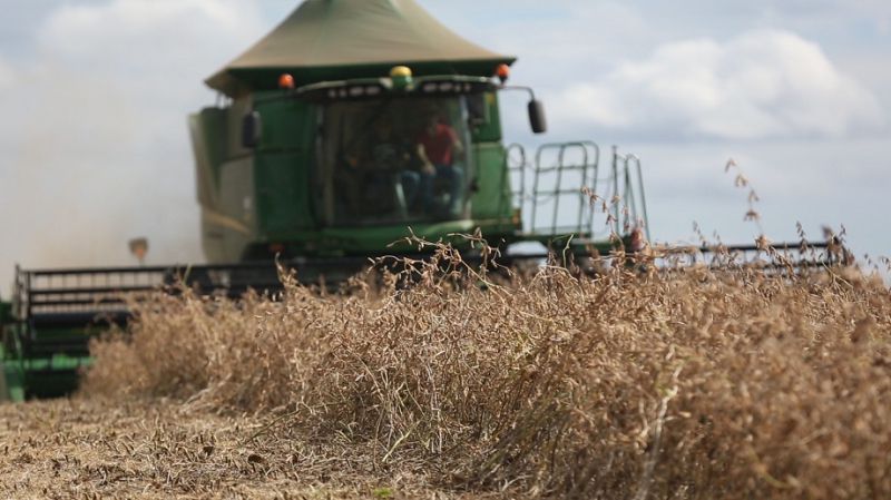 Praticamente 100% das lavouras dos produtores da Coocam, safra 2018/2019, estão concluídas