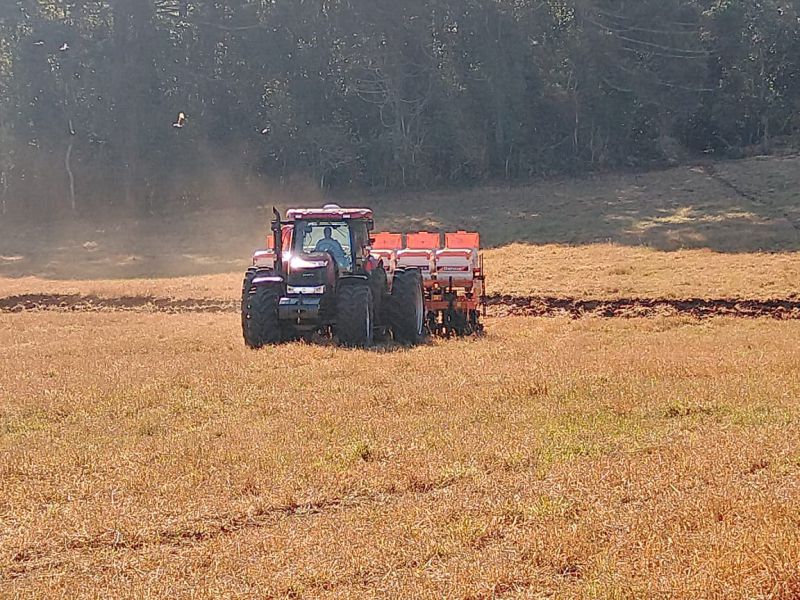 Plantio de milho já iniciou em lavouras dos produtores da Coocam