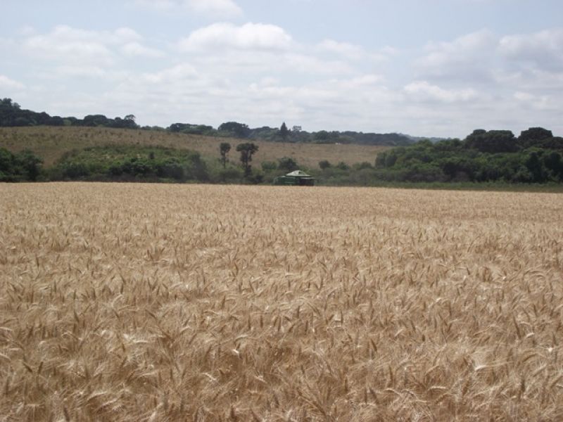 Produtores da Coocam devem plantar 20% a menos de trigo do que no ano passado