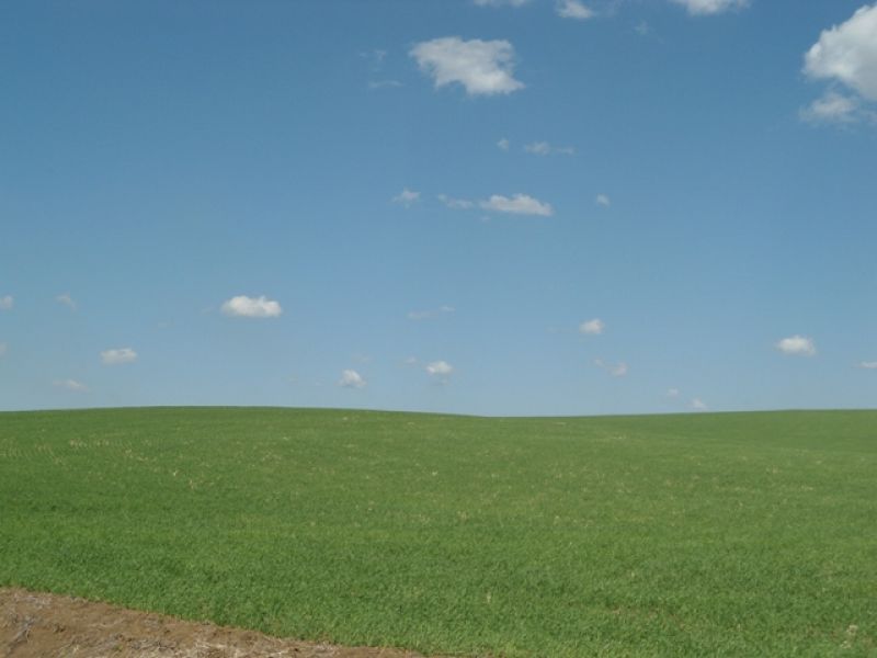 Período atípico para agricultura pode resultar na baixa produtividade do trigo