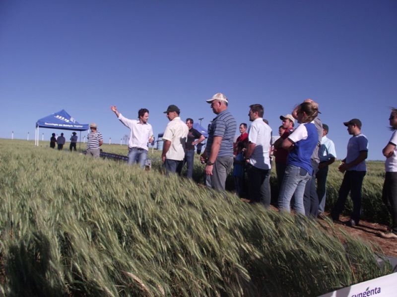 Edição de Inverno do Dia de Campo da Coocam traz novidades quando a qualidade de trigo