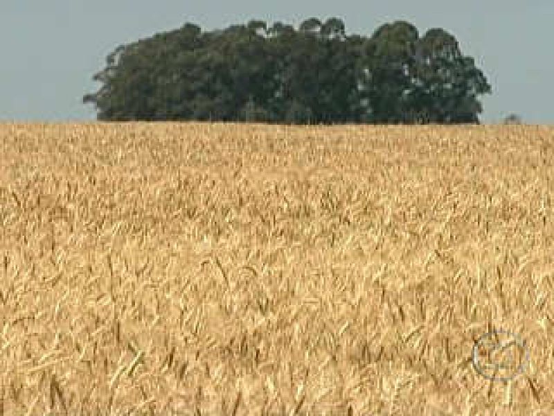 Peritos avaliam estragos no trigo dos produtores da Coocam