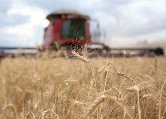 Coocam vai manter área plantada de trigo