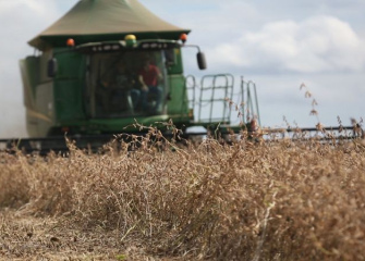 Praticamente 100% das lavouras dos produtores da Coocam, safra 2018/2019, estão concluídas