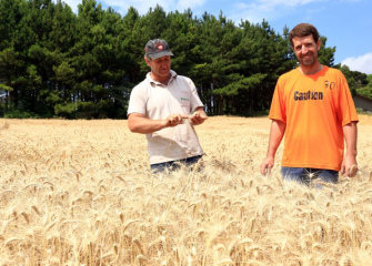 Colheita do trigo de associados e clientes da Coocam avança e qualidade do produto é diferenciada