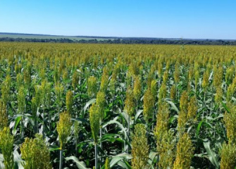 Coocam do Mato Grosso cultiva sorgo como alternativa para a segunda safra de verão